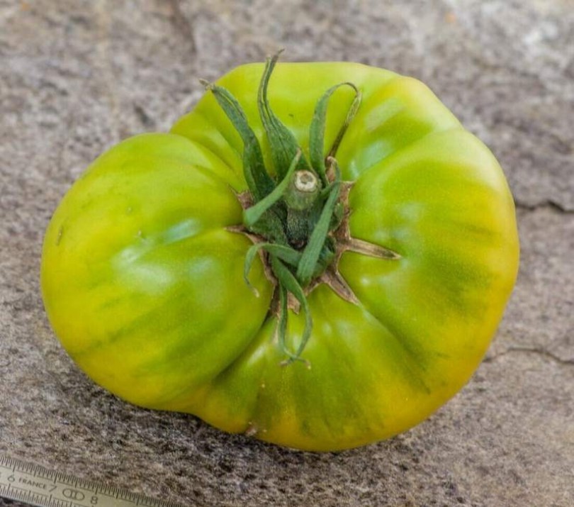 Abraham’s Green paradicsom  - Paradicsom különlegességek az Egzotikus Növények Stúdiója kínálatából